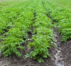 Выращивание картофеля: лучшие сорта и селекция
