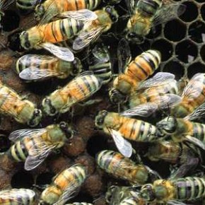 Работа  молодых пчел определяется потребностью семьи