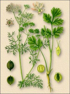 Кориандр посевной