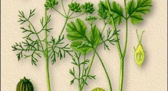 Кориандр посевной:используют при экземе, нейродермите