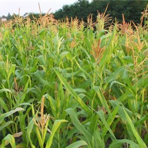 Кукуруза - одна из самых ценных по кормовыми и урожайными свойствами сельскохозяйственных культур