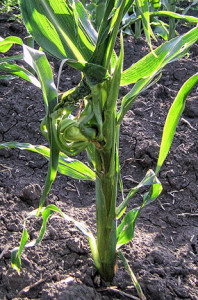 Методы борьбы с сорняками посевов кукурузы