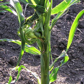 Методы борьбы с сорняками посевов кукурузы