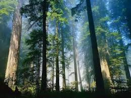 Чем ценные леса:основная задача национального парка