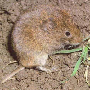 Борьба с мышами :на огороде и в саду
