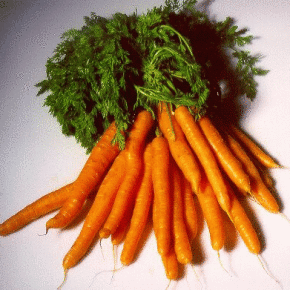 Когда лучше сажать морковь в 2016 году