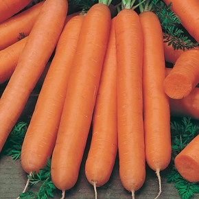 Лучшие сорта моркови и свеклы:посев и уход