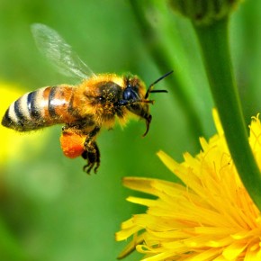Кормовая база пчеловодства