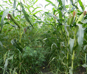 Защита посевов кукурузы от сорняков:особенности применения гербицидов