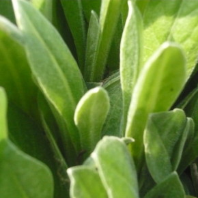 Огуречная трава - витамины с подоконника