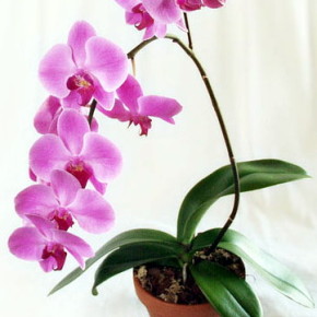 Как ухаживать за орхидеями:освещение,полив,удобрение