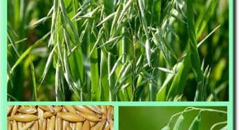 Овес посевной (avena sativa):использование с лечебной целью