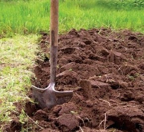Оздоровление почвы на огороде:помогут сидераты