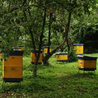 Размещение пчелиной семьи у источника медосбора