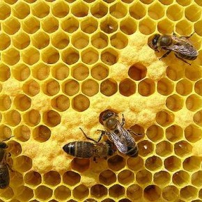 Образование пчелиного гнезда