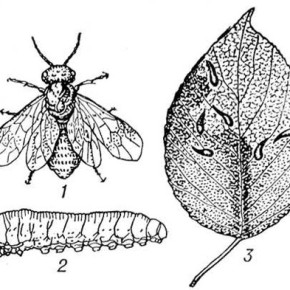 Вишневый слизистый пилильщик: меры борьбы с тлей