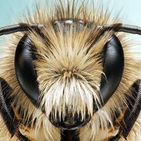 Восковые образования медоносных пчел