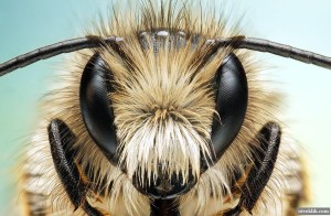  медоносных пчел