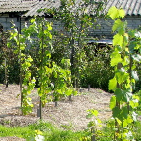 Посадка виноградной лозы:осенью,весной