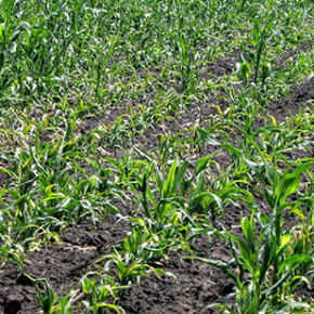 Технология выращивание кукурузы: защита посевов кукурузы от сорняков