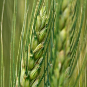 Эффективность вытяжки из плаценты животных на посевах озимой пшеницы в засушливых условиях 2012