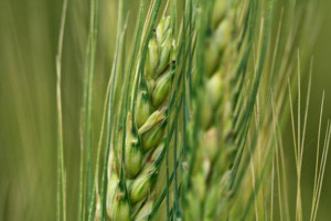 озимая пшеница
