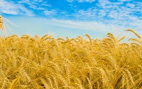  улучшения биологической ценности зерна пшеницы 