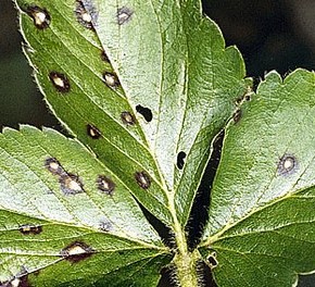 Пятнистость листьев:болезни растений и методы борьбы