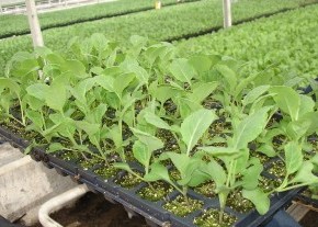 Выращивание рассады и овощей в теплицах и парниках