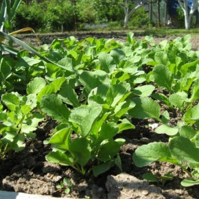 Технология выращивания редиса:лучшие сорта для Украины