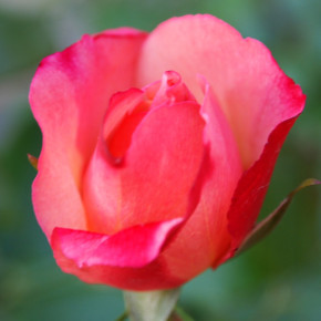 Хультемия иранская:описание ,сорта роз