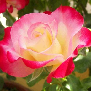 Чайно-гибридные розы:сорта,выращивание