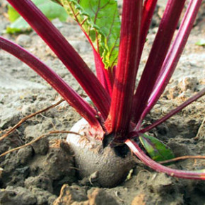 Как высевают морковь и свеклу:правильный уход за овощами