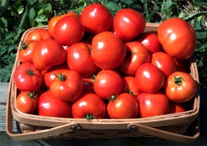 низкорослые сорта томатов