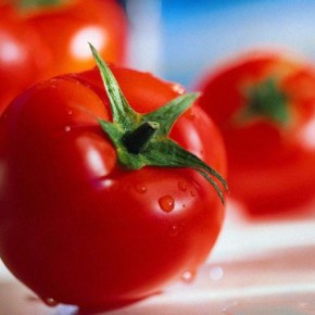 Защита томатов от болезней - один из важнейших резервов повышения урожайности