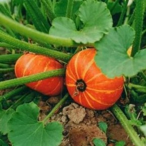 Выращивание тыквы:лучшие сорта и уход
