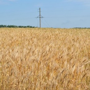 Оптимизация нормы высева озимой пшеницы