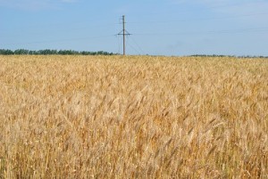  Оптимизация нормы высева озимой пшеницы