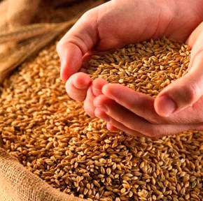 Оптимальные параметры структуры урожая озимой пшеницы