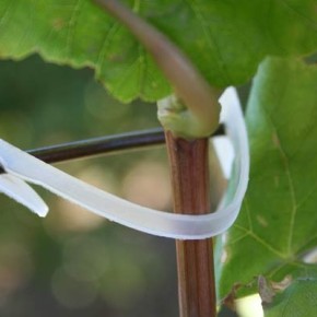 Как правильно выращивать и ухаживать за виноградной лозой?