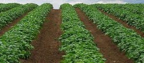 Выращивание картофеля:посадка ,уход и уничтожение колорадского жука