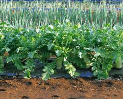 Выращивание овощей: уход и хранение