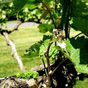 Основные болезни и защита виноградной лозы