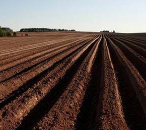 Органическое земледелие:как перспектива для экономики АПК Украины