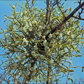 Омела белая -полупаразитическое растение