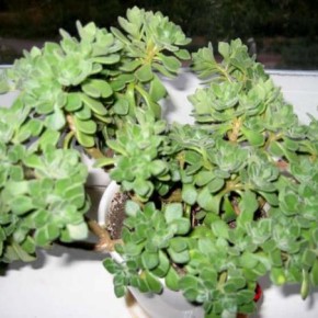 Аихризон  - светолюбивые растения