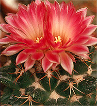 Корифант «слоновий зуб» - один из самых красивых видов кактусов из рода корифанту