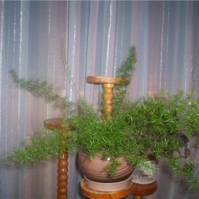 Аспарагус Мейера - очень чувствительное растение