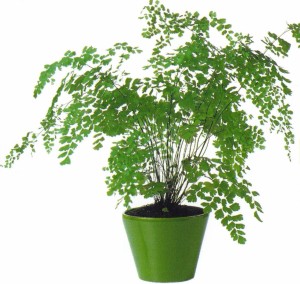 Adiantum