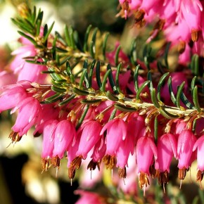 Цветок эрика- это родственница визга, который не боится сильных северных холодов